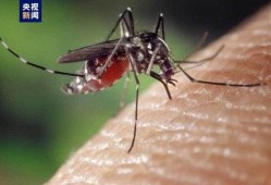 爆料大蚊子的视频大全下载,惊悚瞬间尽收眼底